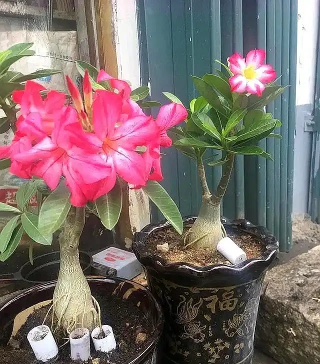養沙漠玫瑰,這幾種容易引起它黃葉的原因要知道,這樣才能養好它