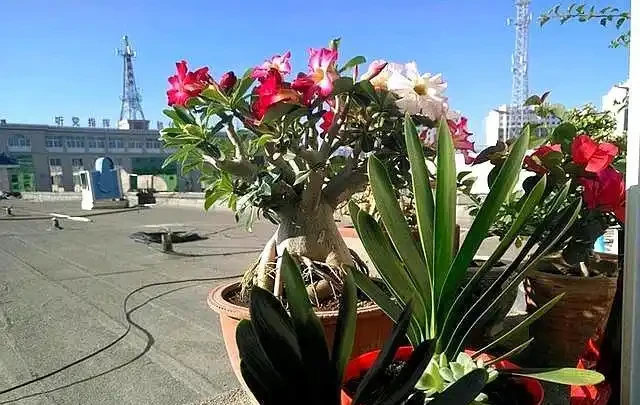 養沙漠玫瑰,這幾種容易引起它黃葉的原因要知道,這樣才能養好它