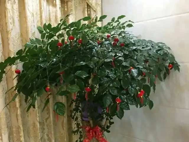 放在客廳裡面養護的幸福樹，掉葉新芽還發黑，有些心疼