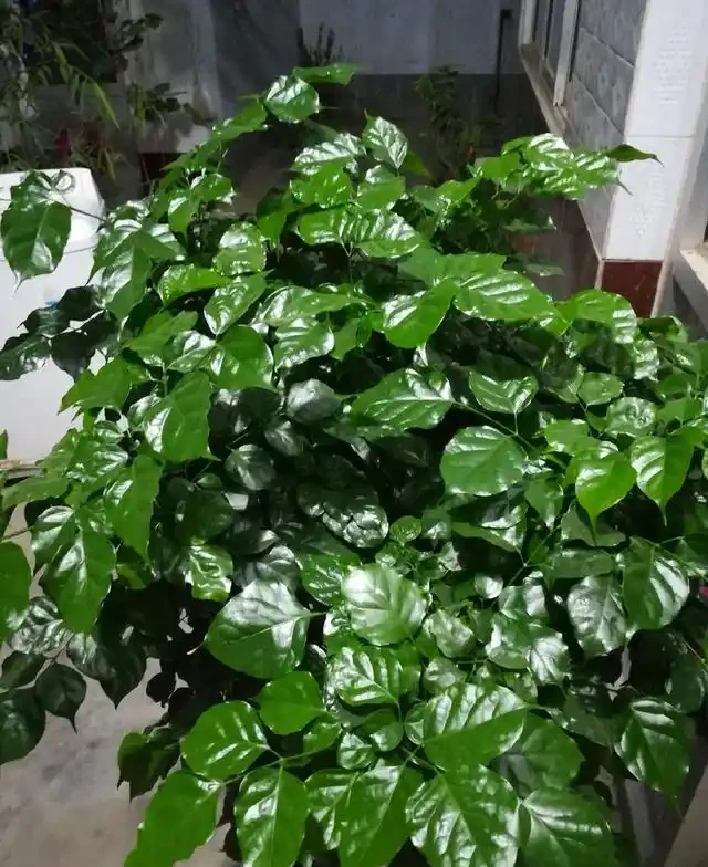 放在客廳裡面養護的幸福樹，掉葉新芽還發黑，有些心疼