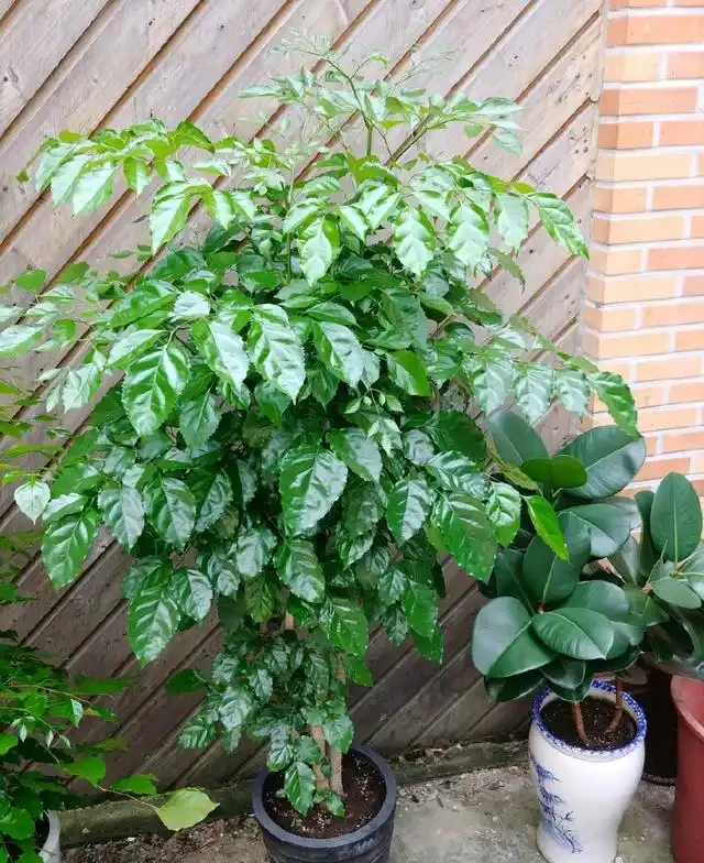 放在客廳裡面養護的幸福樹，掉葉新芽還發黑，有些心疼