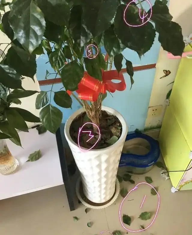 放在客廳裡面養護的幸福樹，掉葉新芽還發黑，有些心疼