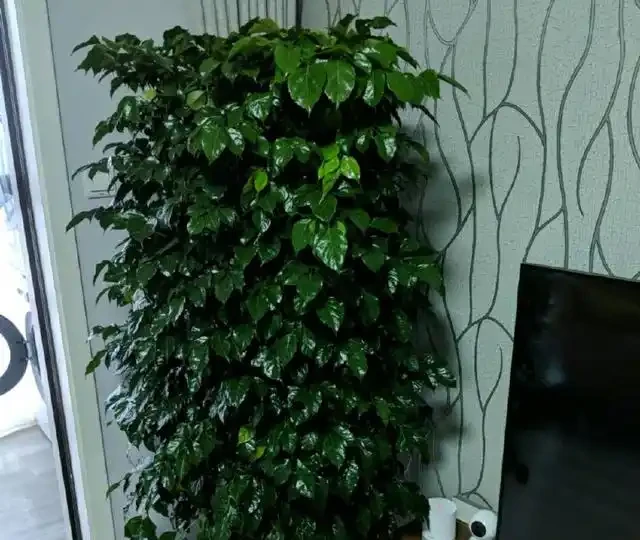 放在客廳裡面養護的幸福樹，掉葉新芽還發黑，有些心疼