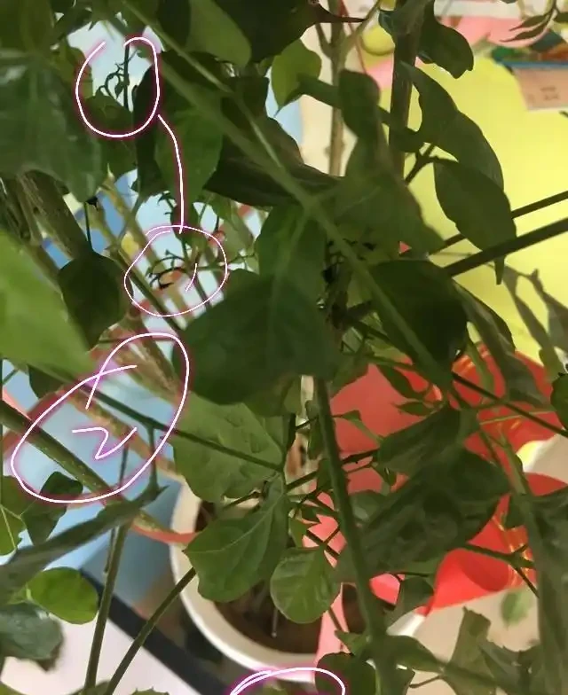 放在客廳裡面養護的幸福樹，掉葉新芽還發黑，有些心疼