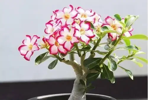 養沙漠玫瑰,立秋後多做這1步,枝幹粗一圈,花開多一倍!