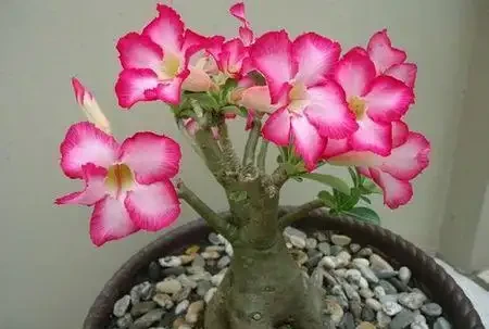 養沙漠玫瑰,立秋後多做這1步,枝幹粗一圈,花開多一倍!