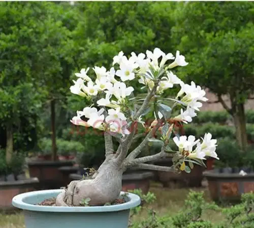 養沙漠玫瑰,立秋後多做這1步,枝幹粗一圈,花開多一倍!