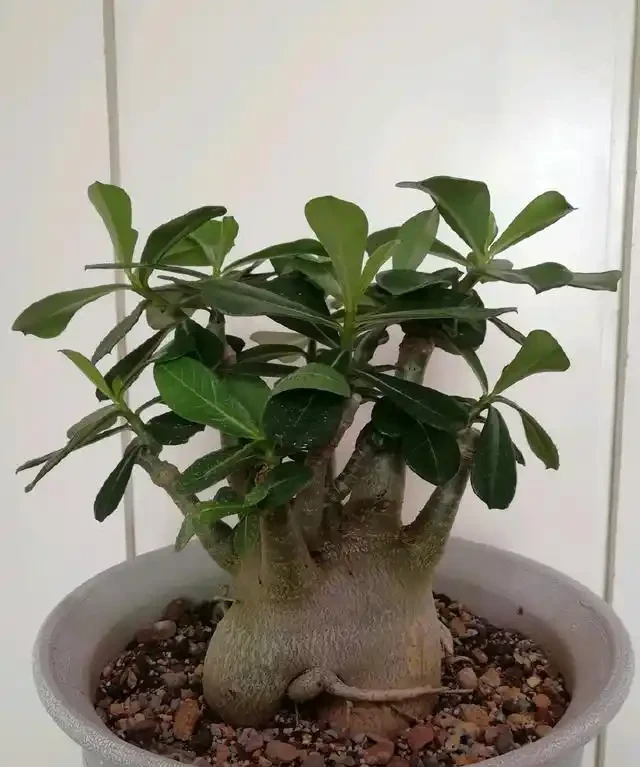 沙漠玫瑰每次長出來的新葉,過幾天就發黃變卷還發黑,什麼原因?