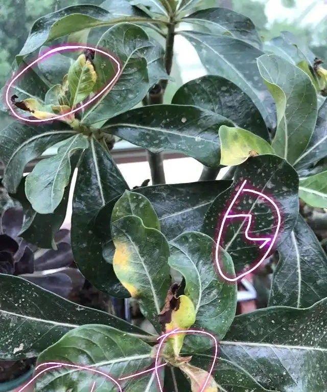 沙漠玫瑰每次長出來的新葉,過幾天就發黃變卷還發黑,什麼原因?