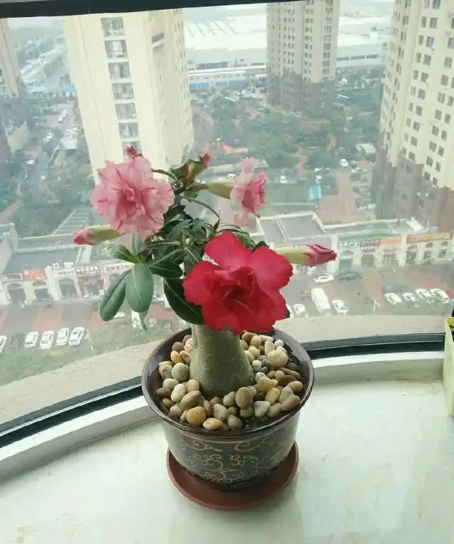 沙漠玫瑰每次長出來的新葉,過幾天就發黃變卷還發黑,什麼原因?