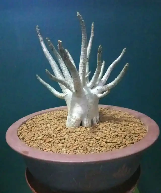 沙漠玫瑰每次長出來的新葉,過幾天就發黃變卷還發黑,什麼原因?