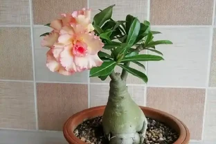 沙漠玫瑰每次長出來的新葉，過幾天就發黃變卷還發黑，什麼原因？