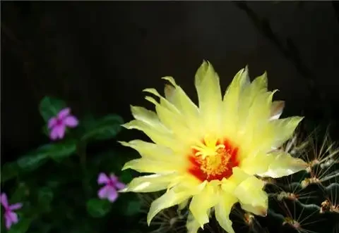 仙人掌球開花好兆頭,人生的幸運!