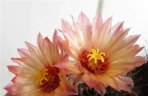 仙人掌球開花好兆頭,人生的幸運!