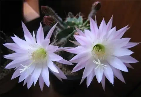 仙人掌球開花好兆頭,人生的幸運!