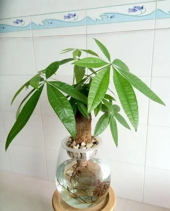 腐根的發財樹丟水裡,沒想到很快就長根,葉子綠油油長得太旺盛!