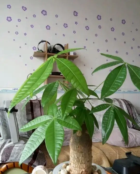腐根的發財樹丟水裡,沒想到很快就長根,葉子綠油油長得太旺盛!