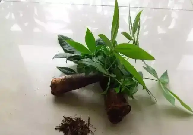 腐根的發財樹丟水裡,沒想到很快就長根,葉子綠油油長得太旺盛!
