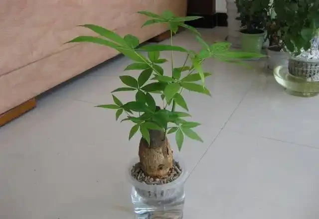 腐根的發財樹丟水裡,沒想到很快就長根,葉子綠油油長得太旺盛!