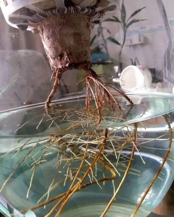 腐根的發財樹丟水裡,沒想到很快就長根,葉子綠油油長得太旺盛!