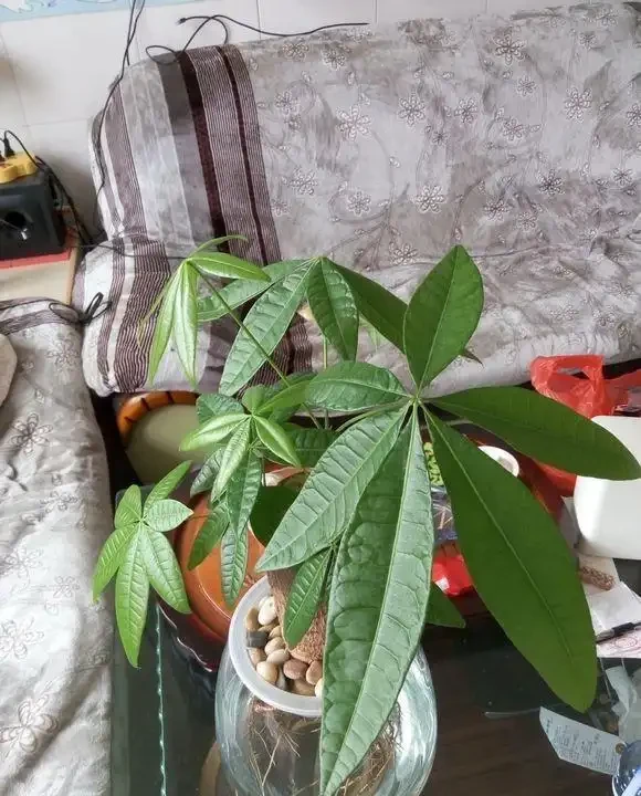 腐根的發財樹丟水裡,沒想到很快就長根,葉子綠油油長得太旺盛!