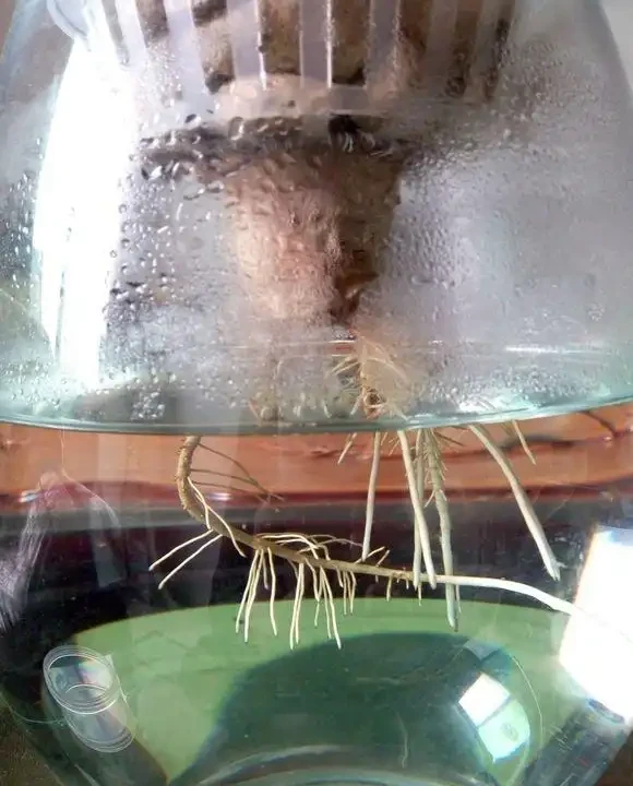 腐根的發財樹丟水裡,沒想到很快就長根,葉子綠油油長得太旺盛!
