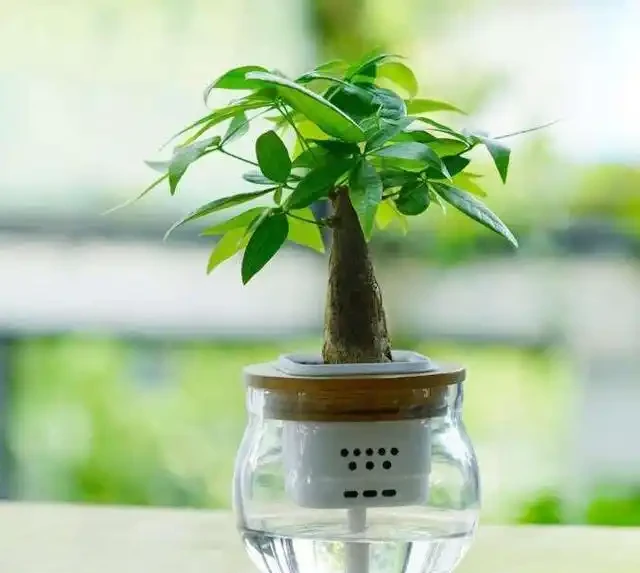 腐根的發財樹丟水裡,沒想到很快就長根,葉子綠油油長得太旺盛!