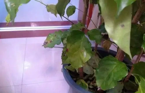 幸福樹沒有葉子了怎麼辦？兩種解決方法送給你！