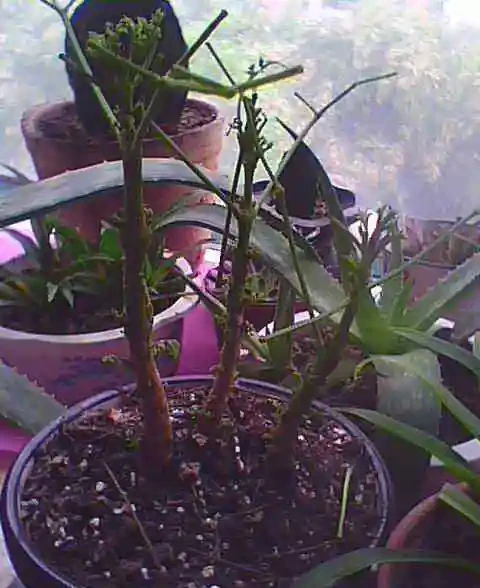幸福樹沒有葉子了怎麼辦？兩種解決方法送給你！