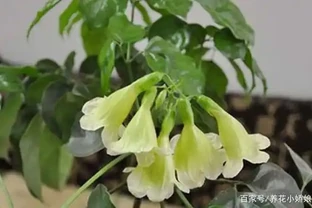 幸福樹沒有葉子了怎麼辦？兩種解決方法送給你！