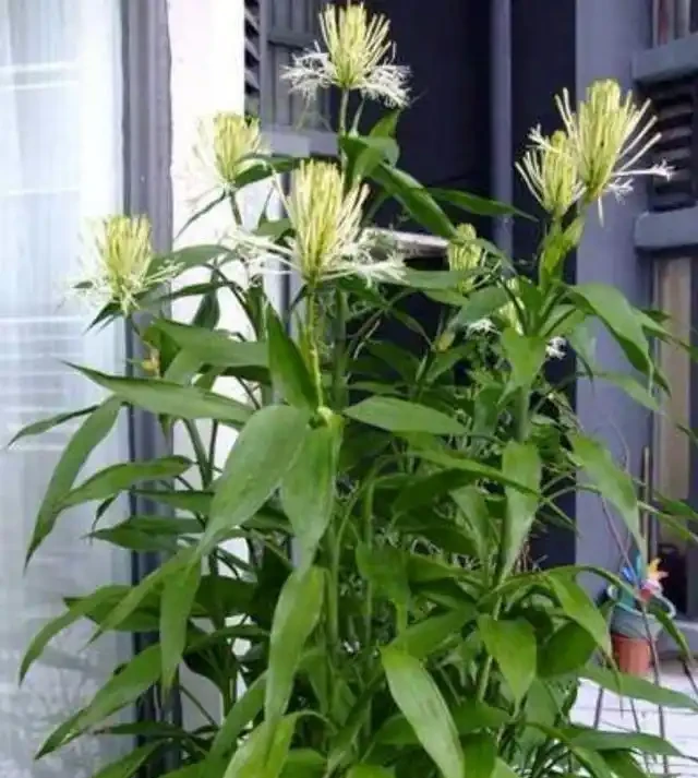 用了這個方法,萬年竹開花了,老媽說我要走運