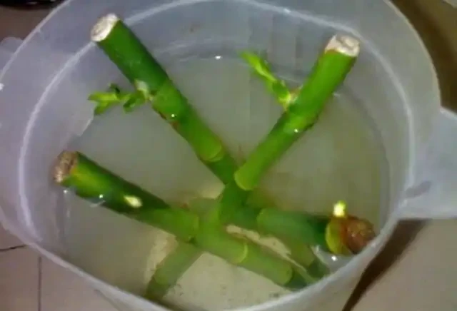 用了這個方法,萬年竹開花了,老媽說我要走運