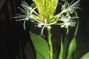 用了這個方法，萬年竹開花了，老媽說我要走運