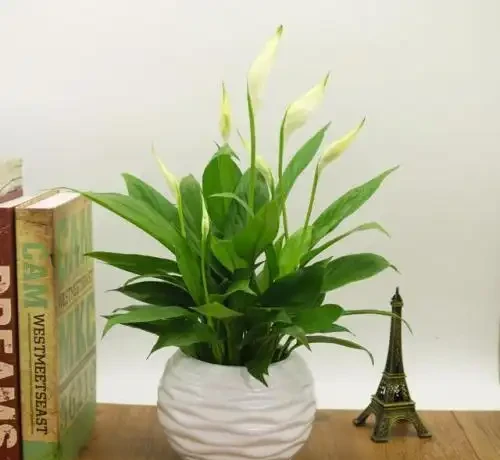 白鶴芋葉子下垂難處理?先試著從這三個方面解決,說不定效果還不錯