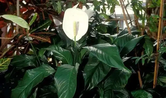 白鶴芋葉子下垂難處理?先試著從這三個方面解決,說不定效果還不錯