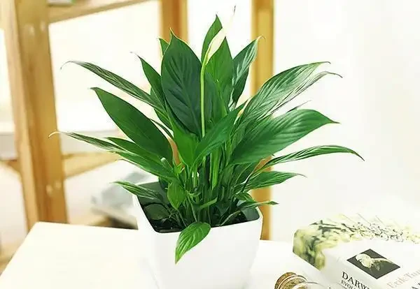 白鶴芋葉子下垂難處理?先試著從這三個方面解決,說不定效果還不錯
