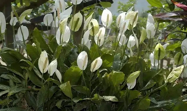 白鶴芋葉子下垂難處理?先試著從這三個方面解決,說不定效果還不錯