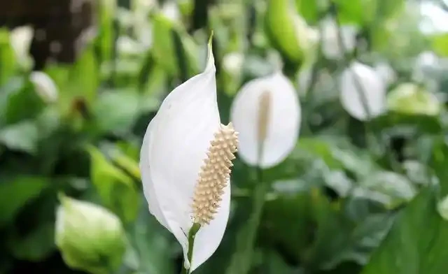 白鶴芋葉子下垂難處理?先試著從這三個方面解決,說不定效果還不錯