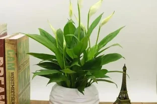 白鶴芋葉子下垂難處理？先試著從這三個方面解決，說不定效果還不錯