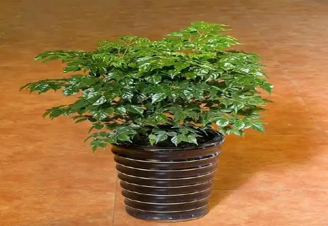 幸福樹葉子捲曲,學會這幾點,讓花卉輕鬆恢復正常!