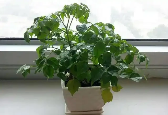 幸福樹葉子捲曲,學會這幾點,讓花卉輕鬆恢復正常!