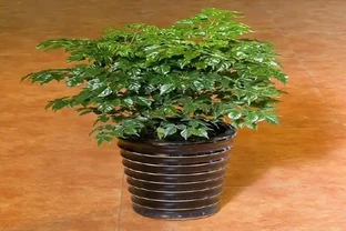 幸福樹葉子捲曲，學會這幾點，讓花卉輕鬆恢復正常！