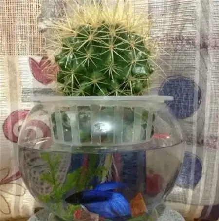腐根的仙人掌球切一刀,扔水裡長根快!