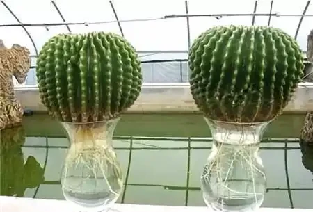 腐根的仙人掌球切一刀,扔水裡長根快!