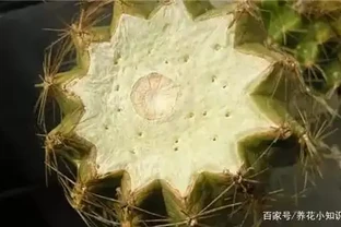 腐根的仙人掌球切一刀，扔水裡長根快！