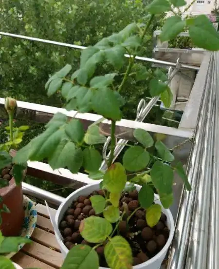 月季培養土表面鋪發泡煉石好還是把發泡煉石墊盆地好,小夥伴們都吵翻了