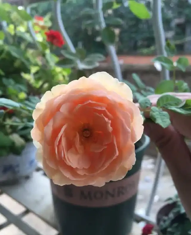 月季培養土表面鋪發泡煉石好還是把發泡煉石墊盆地好,小夥伴們都吵翻了