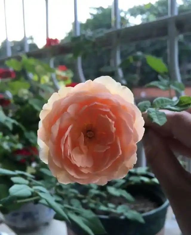 月季培養土表面鋪發泡煉石好還是把發泡煉石墊盆地好,小夥伴們都吵翻了