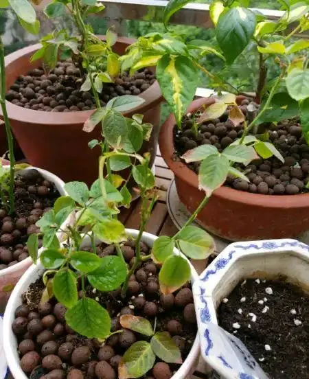 月季培養土表面鋪發泡煉石好還是把發泡煉石墊盆地好,小夥伴們都吵翻了