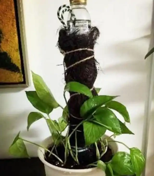 王大媽養黃金葛「上癮」,3種廢物自制黃金葛柱,氣根瘋長,枝條2米長